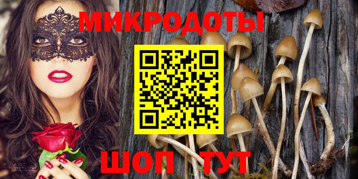 Псилоцибиновые грибы Psilocybe Ухта